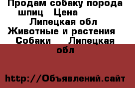 Продам собаку порода шпиц › Цена ­ 5 000 - Липецкая обл. Животные и растения » Собаки   . Липецкая обл.